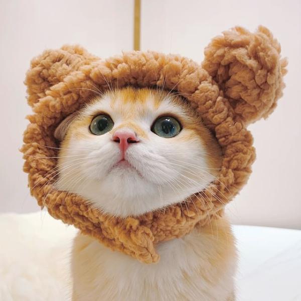 Animal Ear Chenille Pet Hat (Various Designs)  |  Pet Accessories