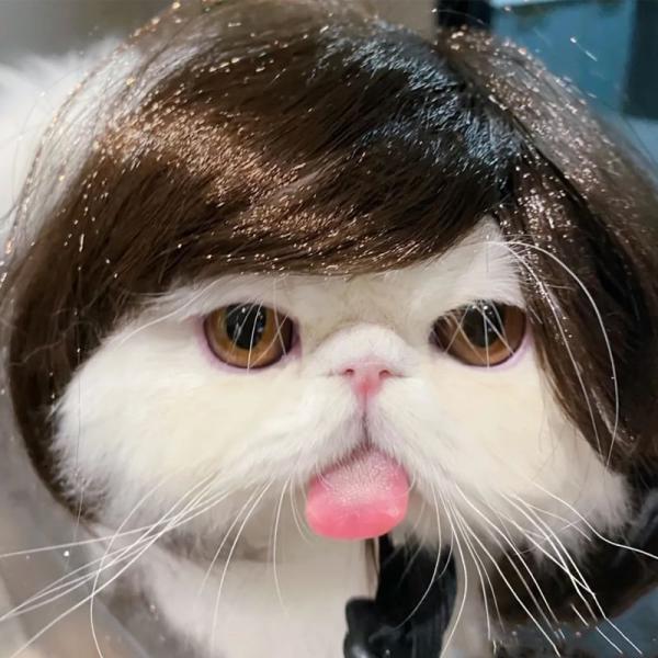 Pet Wig (Various Designs)  |  Pet Accessories